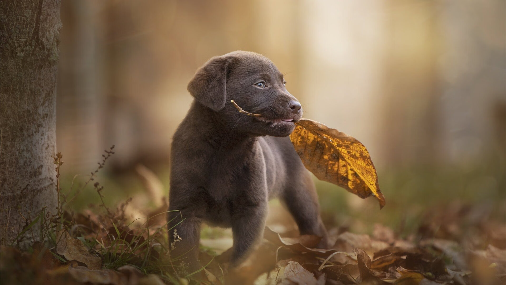 “法甲豪门鏖战,悬念逐渐揭晓”,法甲豪强