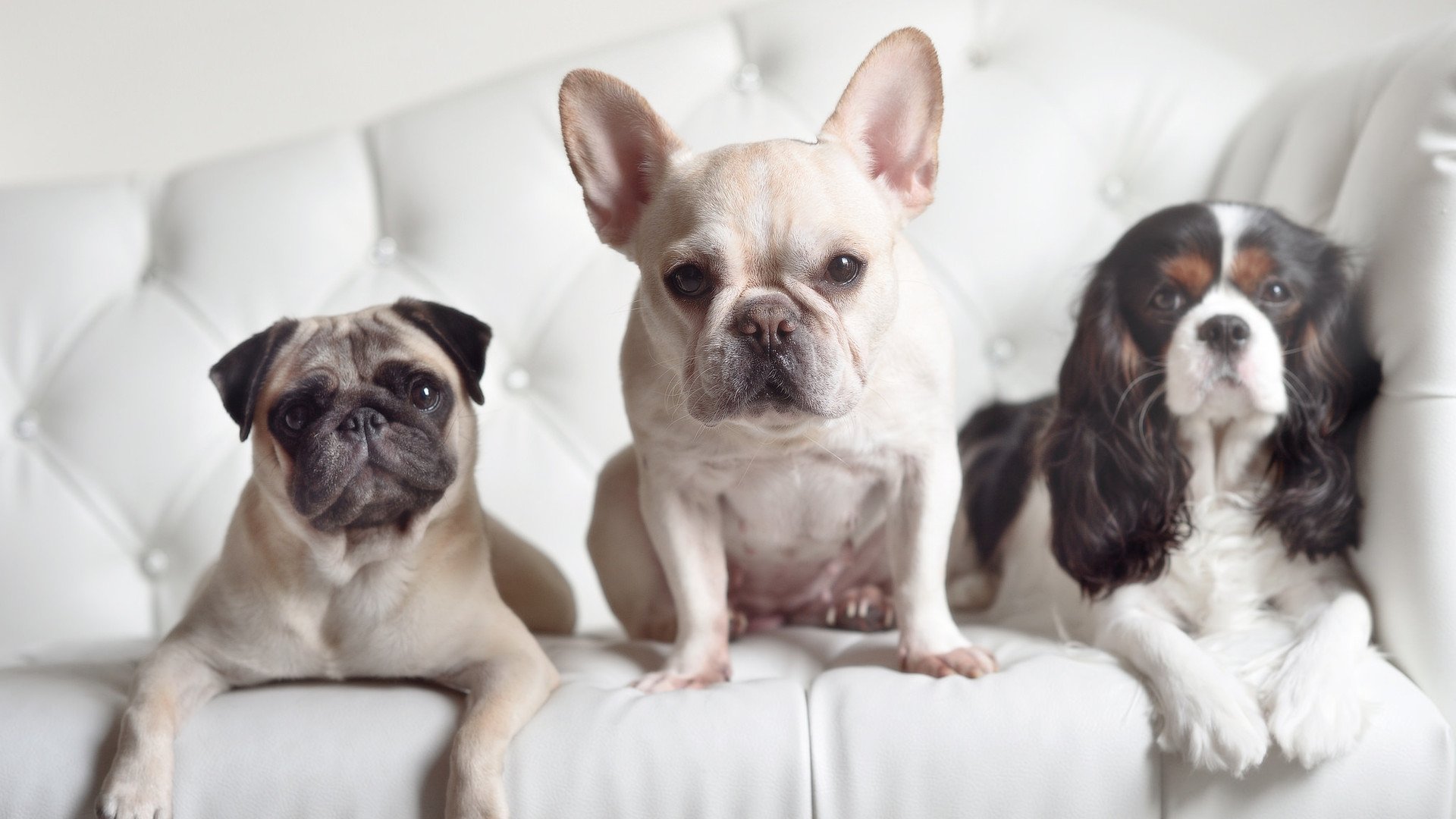 开云官网-【场地影响分析】洛杉矶球场对比赛风格的影响，洛杉矶足球场