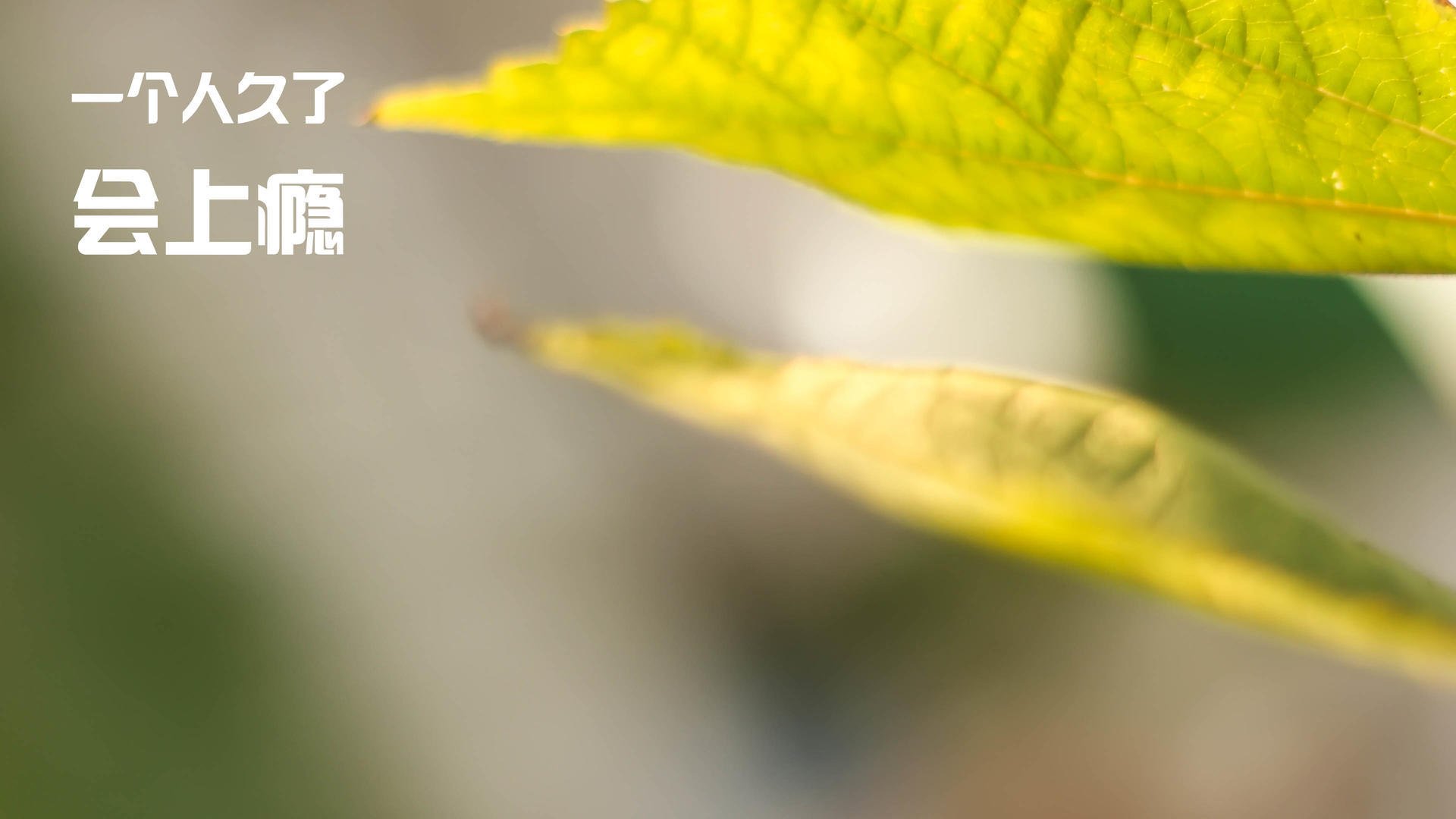 哈兰德连续23场破门，英超火力全开再创新高，哈兰德未来锁定六大顶豪_3英2西1意 切