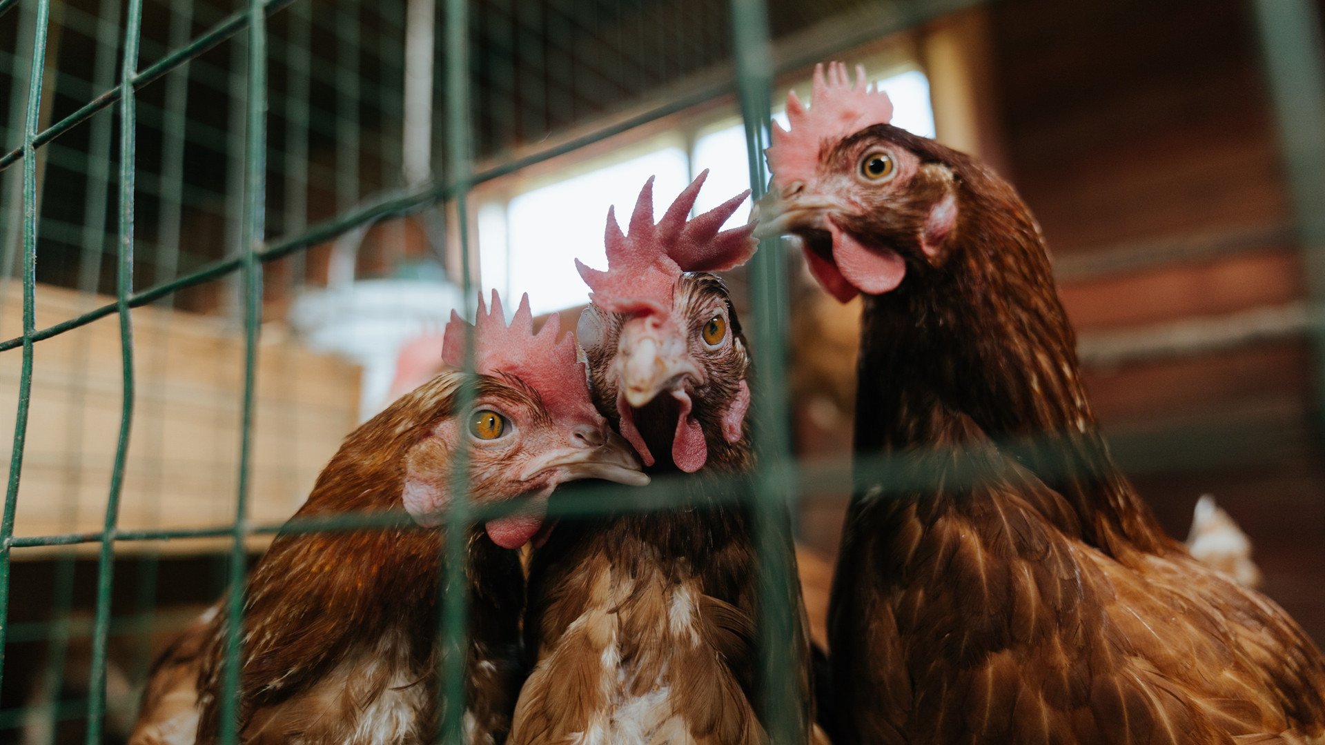 kaiyun.com-未来足球“天王”如何在欧冠一战成名？，欧冠前景