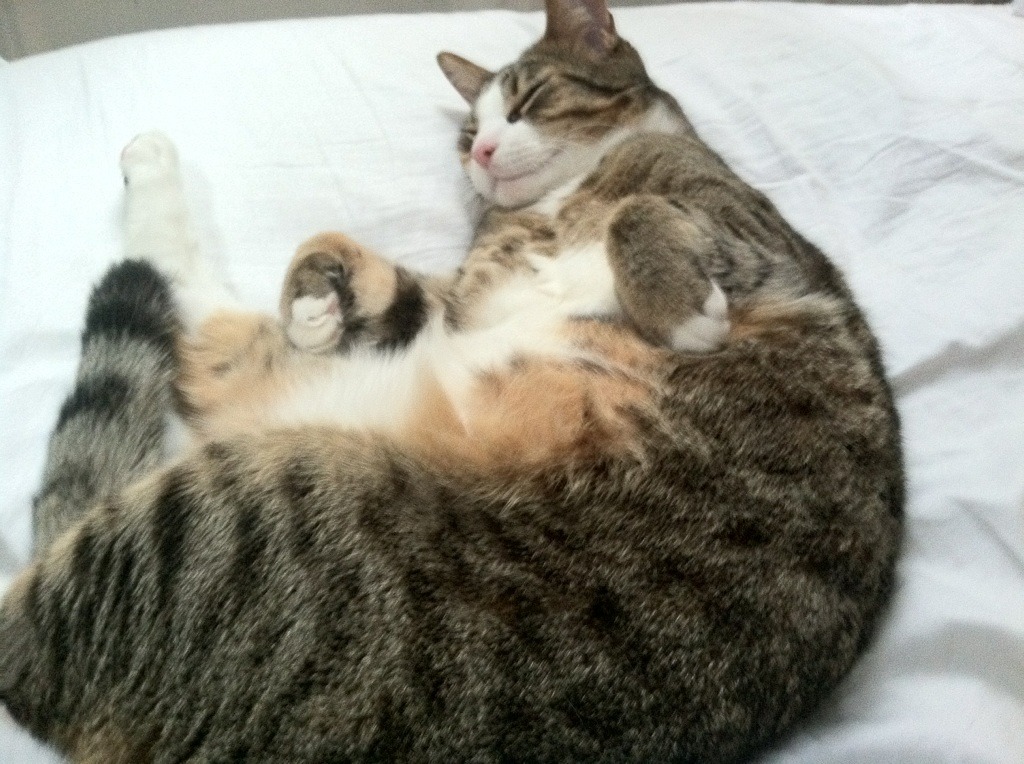 特别报道:欧冠夺冠路上的艰难险阻,2020一2021欧冠夺冠分析