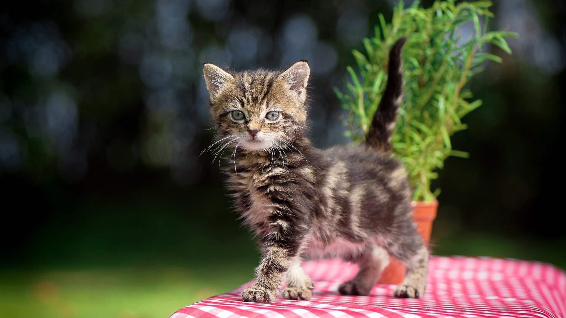 球迷“云投票”揭晓:最帅球员、最_主页_帅的队伍你支持谁?,最帅球星壁纸