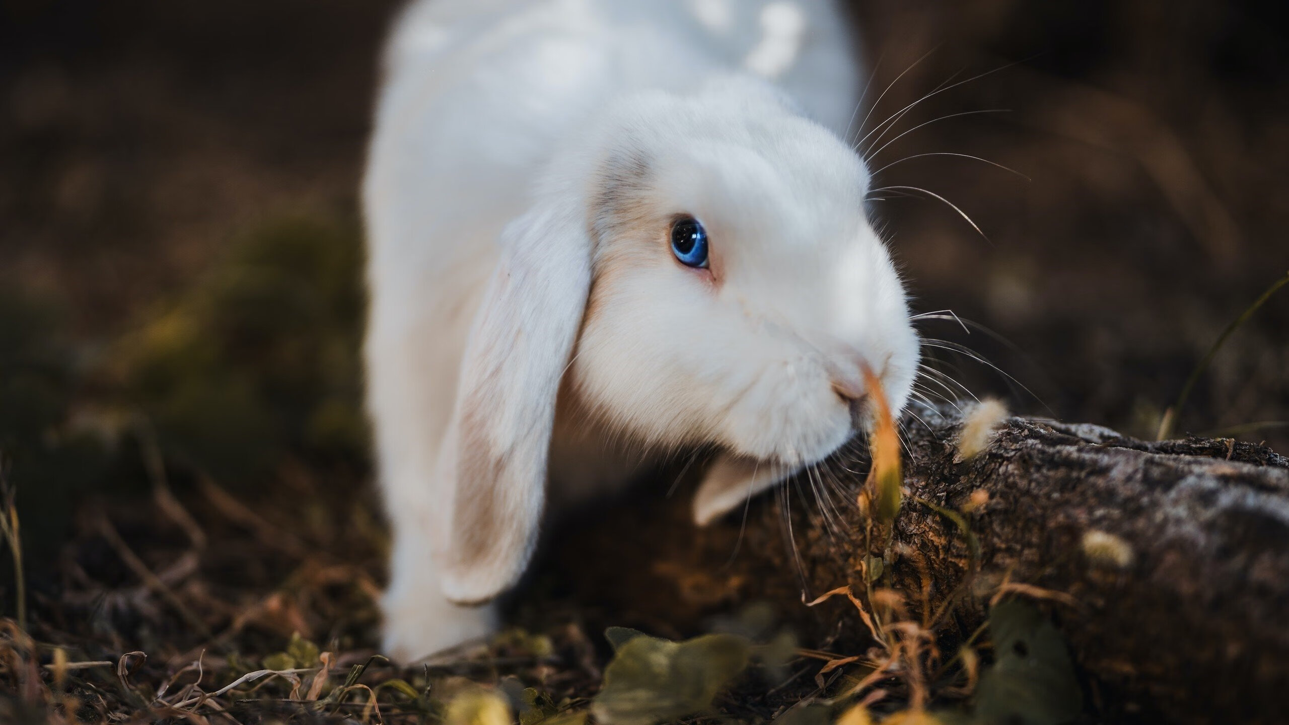 篮球赛事直播画质优化助力赛事推广，篮球赛直播方案
