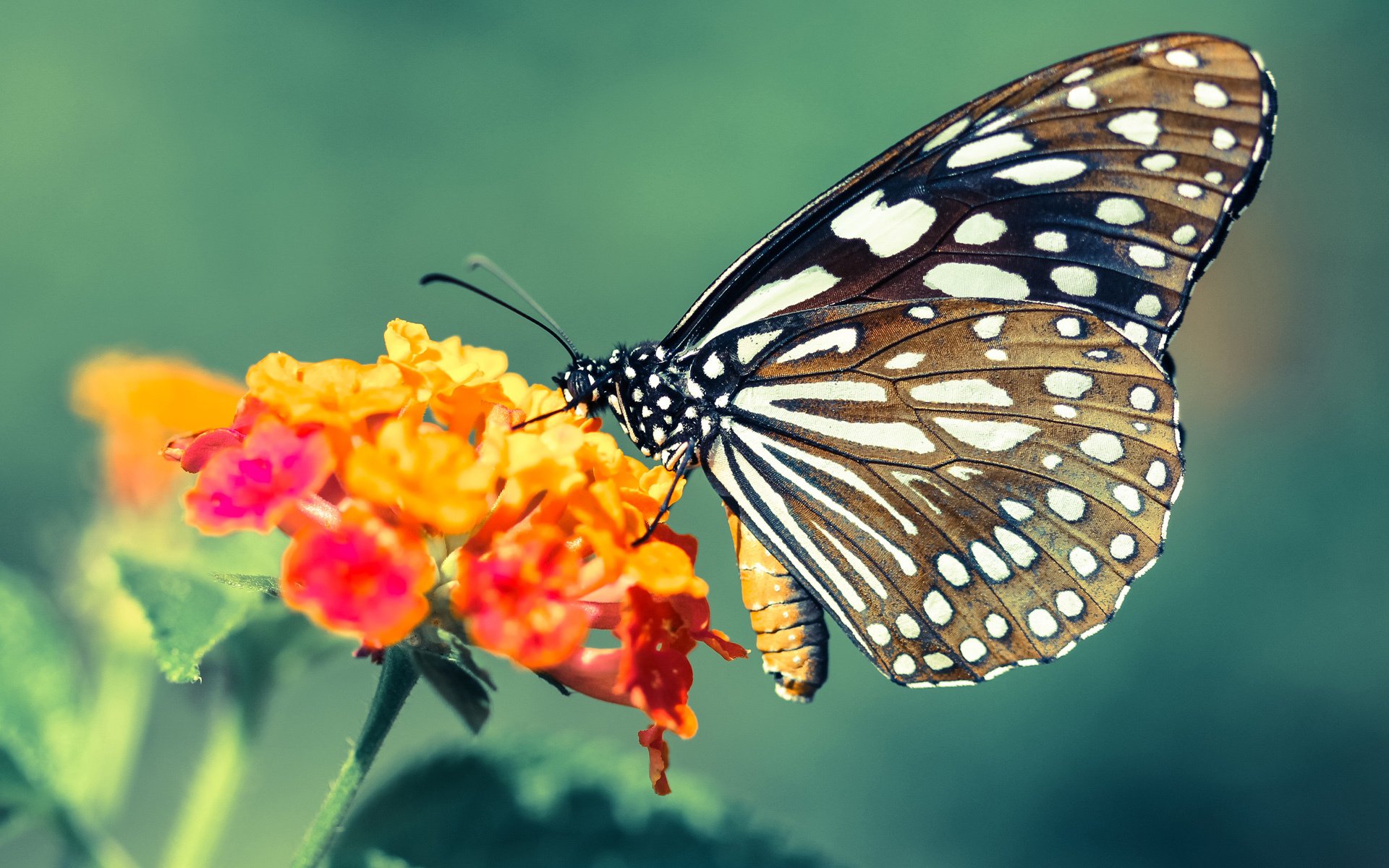 上海海港签下重要新援,上海海港引进新内援