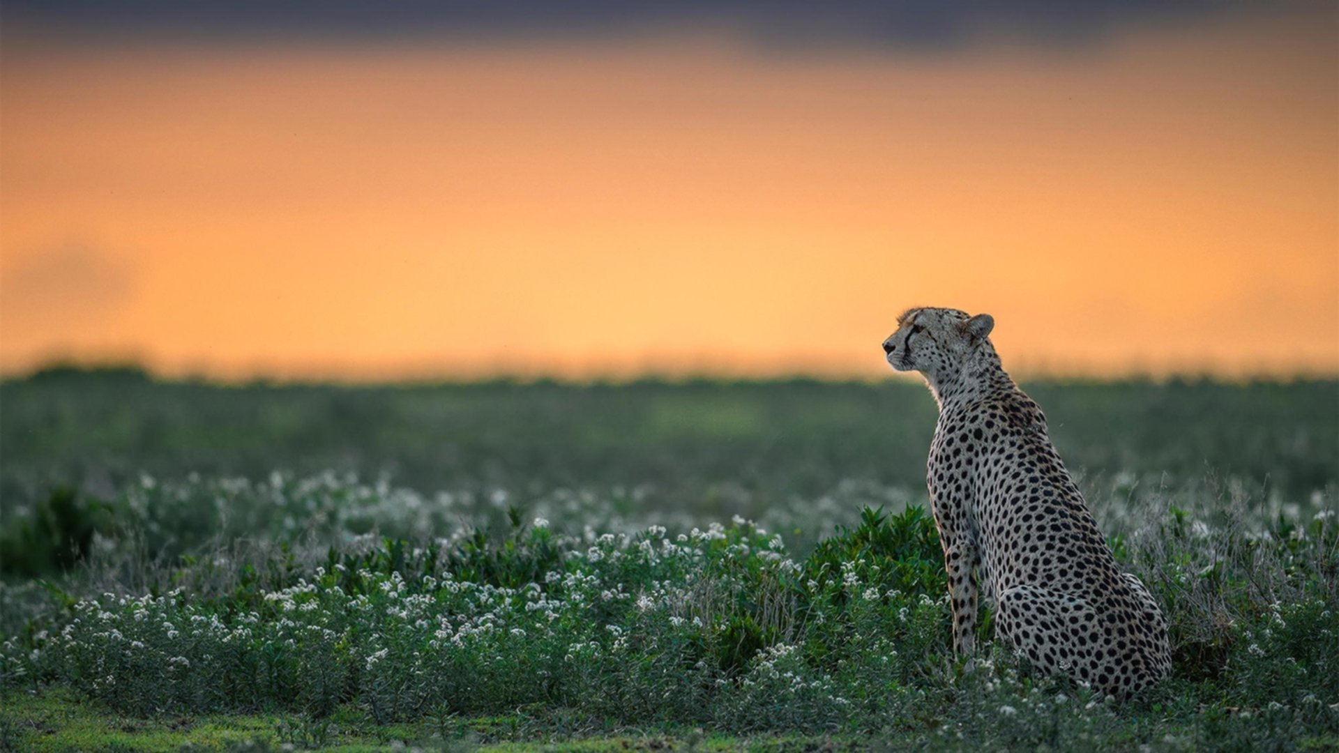 克莱蒙主场落后,遭遇法国联赛连败,克莱蒙对巴黎fc结果
