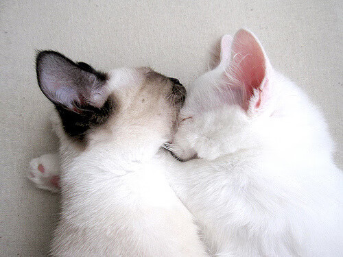 勇士惜败掘金,系列赛焦点战中库里连续抢断建功,勇士库里经典比赛