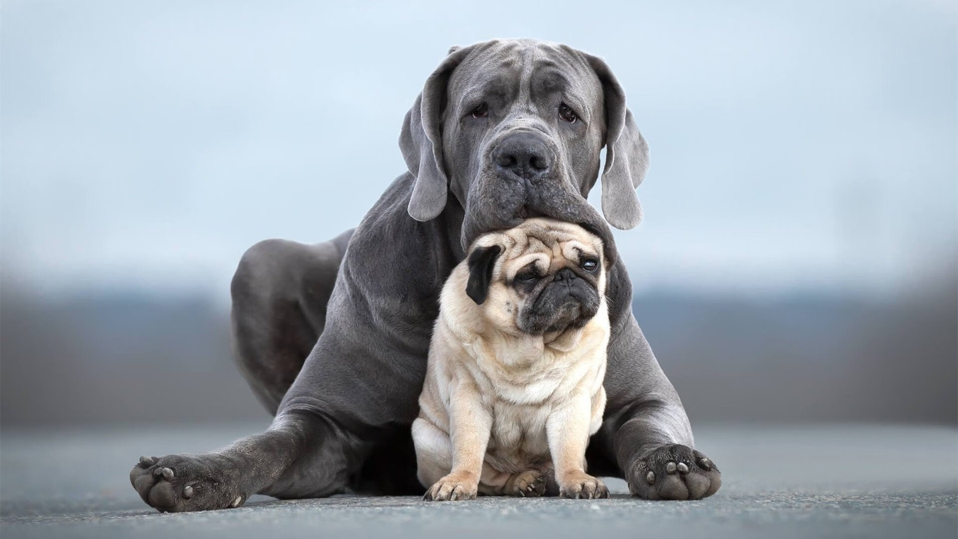 北京国安战术打法多样化,北京国安对战
